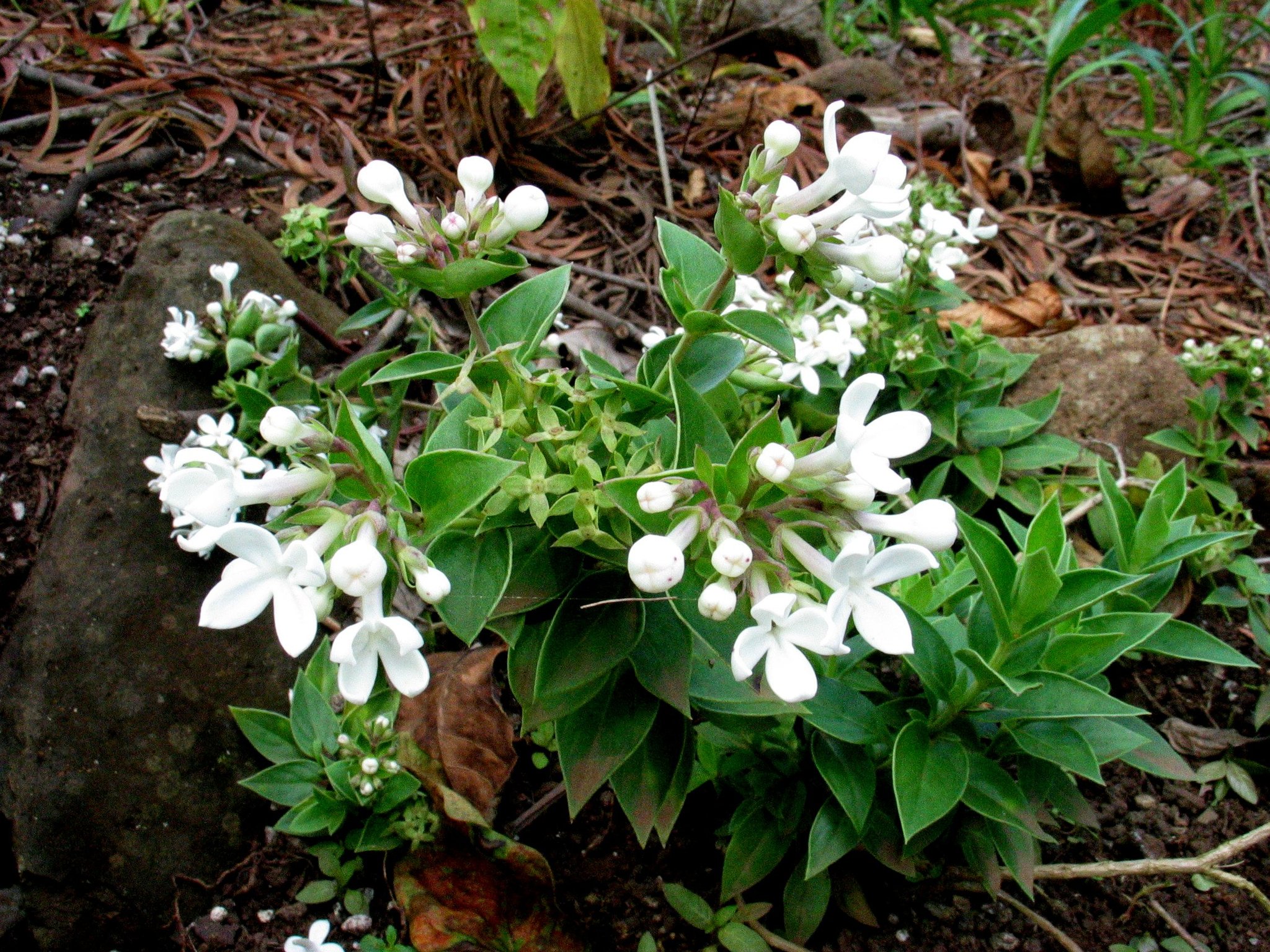 Kadua parvula
