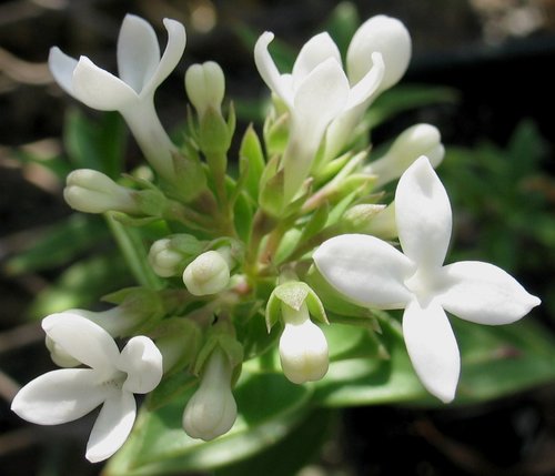 Kadua parvula