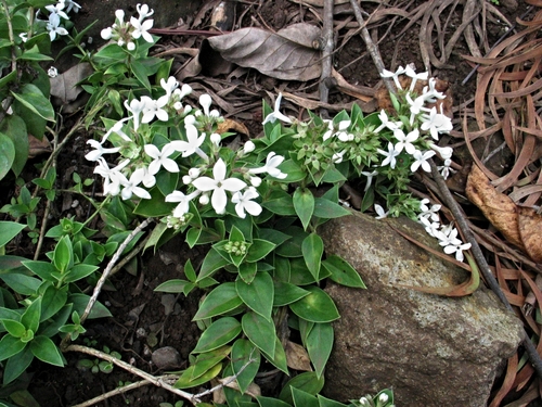 Kadua parvula