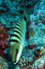 Lutjanus semicinctus