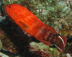 Cephalopholis urodeta