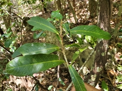 Droceloncia rigidifolia