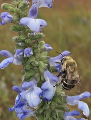 Anthophora walshii