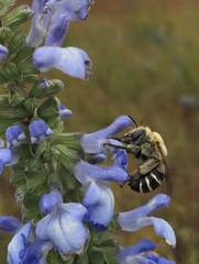 Anthophora walshii