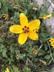 Bidens bicolor