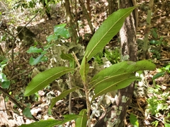 Droceloncia rigidifolia
