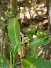 Droceloncia rigidifolia