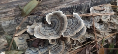 Trametes versicolor