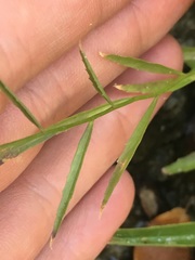 Palmerella debilis serrata