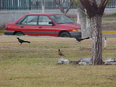 Turdus migratorius