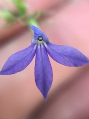 Palmerella debilis serrata