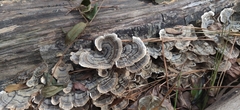 Trametes versicolor