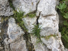 Palmerella debilis serrata