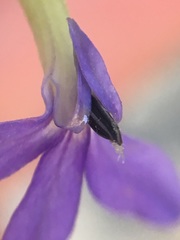 Palmerella debilis serrata