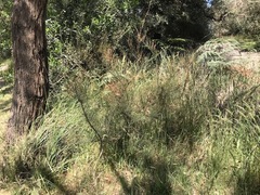 Allocasuarina paradoxa