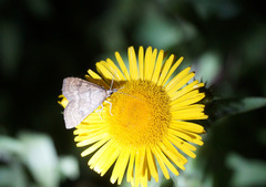 Udea fulvalis