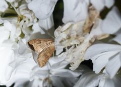Udea fulvalis