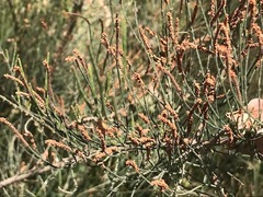 Allocasuarina paradoxa