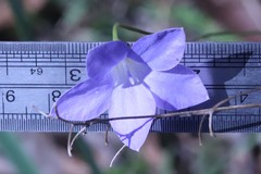 Wahlenbergia stricta stricta