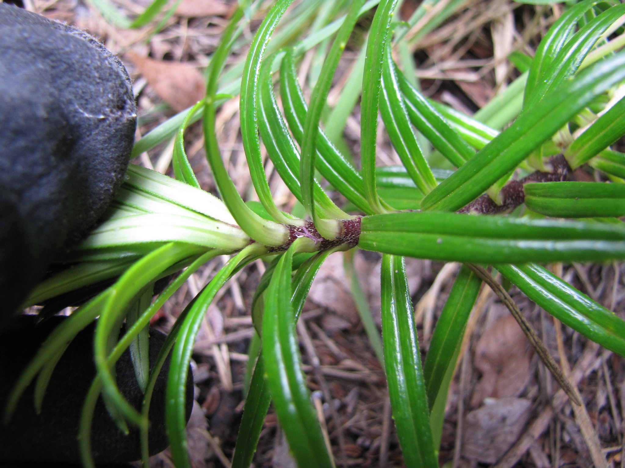 Dubautia scabra ssp. scabra