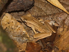 Clinotarsus penelope