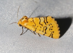 Chrysoecia atrolinea