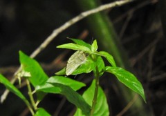 Dismorphia crisia foedora