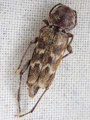 Xylotrechus nauticus