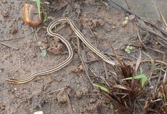 Lygophis lineatus