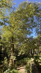 Platanus rzedowskii
