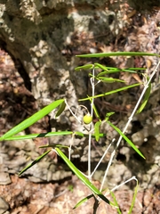 Noronhia linearifolia