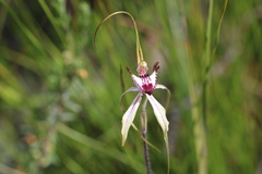 Caladenia tentaculata × venusta