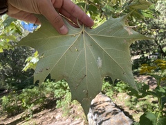 Platanus rzedowskii