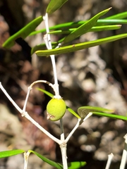 Noronhia linearifolia