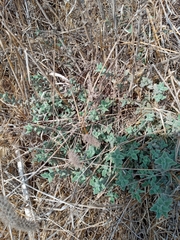Nepeta curviflora