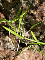 Noronhia linearifolia