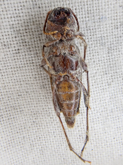 Xylotrechus nauticus