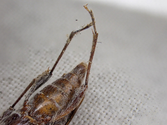 Xylotrechus nauticus