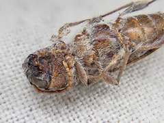 Xylotrechus nauticus