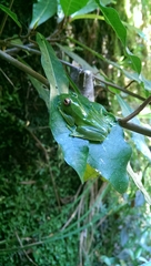 Boophis luteus