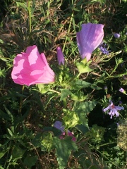 Malva trimestris