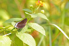 Tanaecia whiteheadi