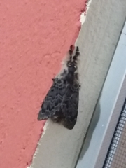 Lasiocampoidea