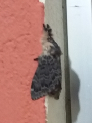 Lasiocampoidea