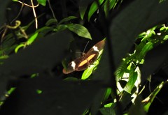 Heliconius clysonymus clysonymus