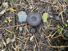 Clitocybe brunneocaperata