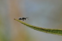 Eurytomidae