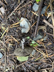 Clitocybe brunneocaperata
