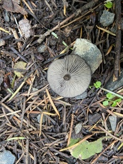 Clitocybe brunneocaperata