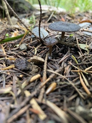 Clitocybe brunneocaperata